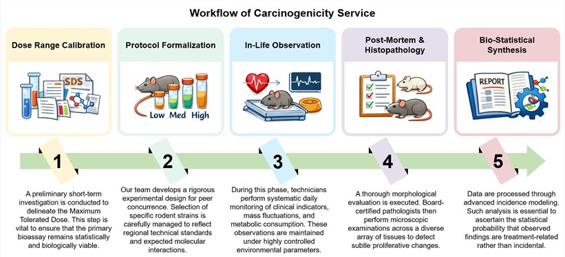 Core steps of carcinogenicity service. (Creative Biolabs Original)