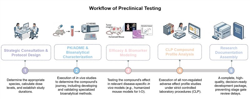 Core steps of preclinical testing. (Creative Biolabs Original)