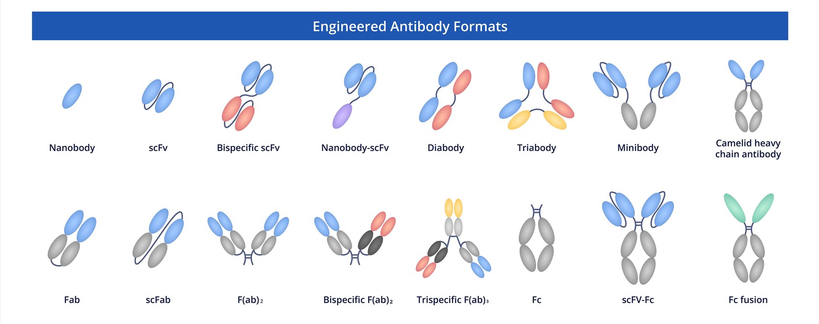 Fig.1 Schematic representation of engineered antibody formats. (OA Literature)