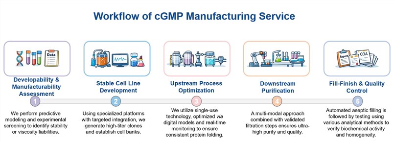 Core steps of cGMP manufacturing. (Creative Biolabs Original)