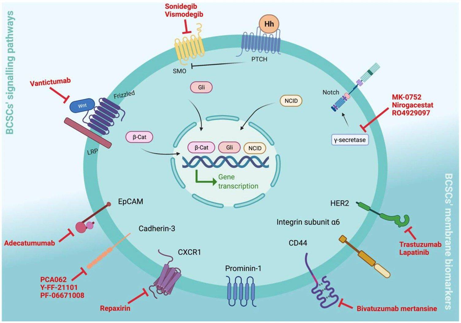 Fig 1. Breast cancer stem cell membrane biomarkers, signaling pathways, and targeting therapies in clinical trials. (OA Literature)