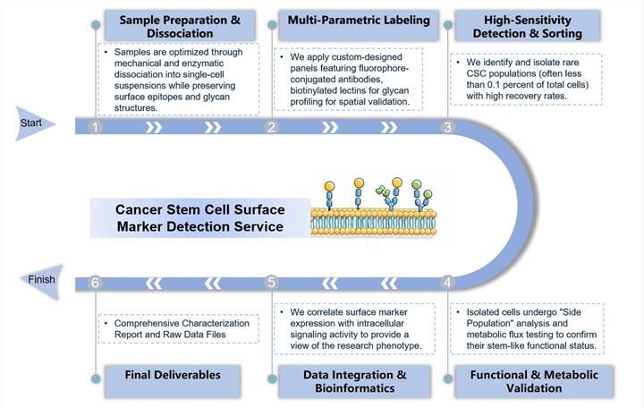Core steps of CSC surface marker detection service. (Creative Biolabs Original)