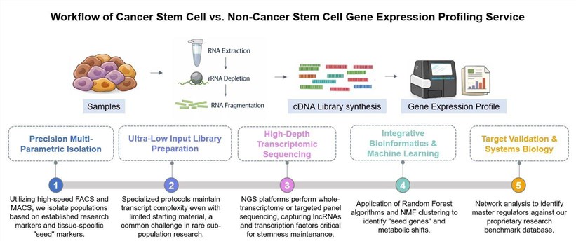 Core steps of cancer stem cell vs. non-cancer stem cell gene expression profiling service. (Creative Biolabs Original)