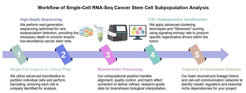 Core steps of single-cell RNA-Seq cancer stem cell subpopulation analysis service. (Creative Biolabs Original)