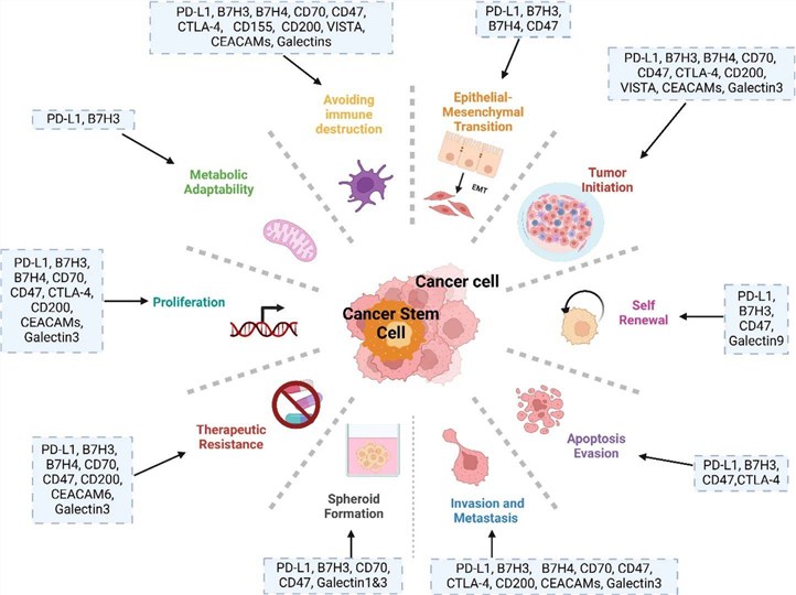 Fig 1. Key hallmarks of CSCs and their crosstalk with immune checkpoints. (OA Literature)