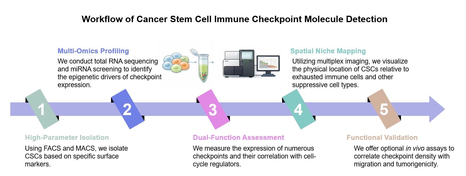 Core steps of cancer stem cell immune checkpoint molecule detection service. (Creative Biolabs Original)