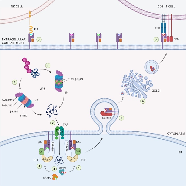 Fig 1. The APP pathway includes several closely related proteins. (OA Literature)
