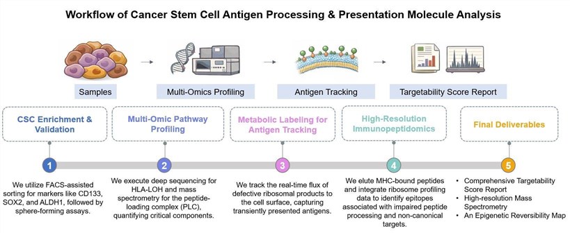 Core steps of CSC antigen processing & presentation molecule analysis service. (Creative Biolabs Original)