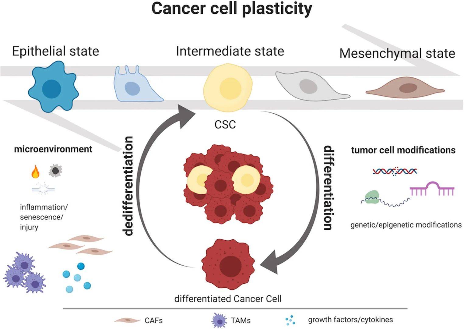 Fig 1. Cancer cell plasticity is a new level of heterogeneity in a tumor. (OA Literature)
