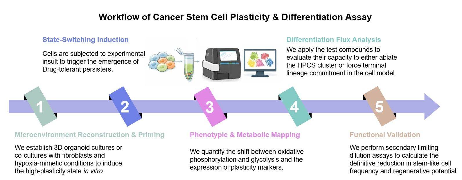 Core steps of CSC plasticity & differentiation assay service. (Creative Biolabs Original)