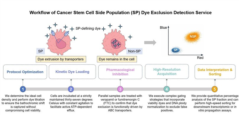 Core steps of CSC side population dye exclusion detection service. (Creative Biolabs Original)