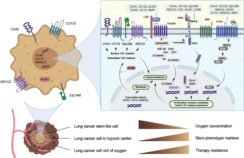 Fig 1. Lung cancer stem cell markers. (OA Literature)
