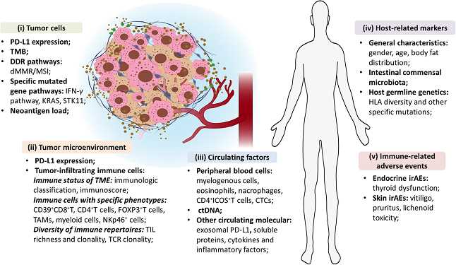 Overview of predictive biomarkers for ICI efficacy.