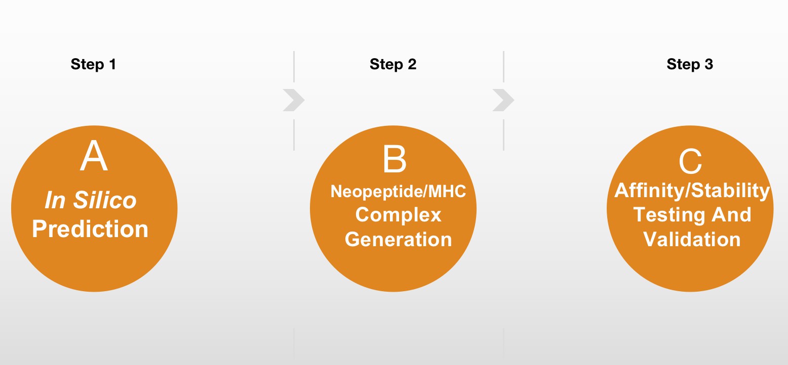 Fig. 1 Analysis workflow for neoantigen/HLA complexes. (Creative Biolabs Original)