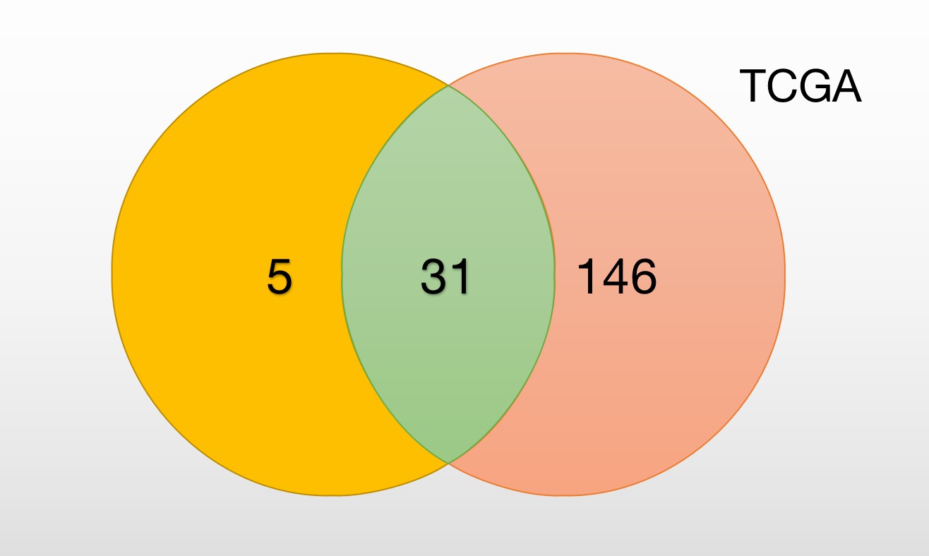 Cluster Analysis of TCGA Data in 182 MM Patients Cohort.
