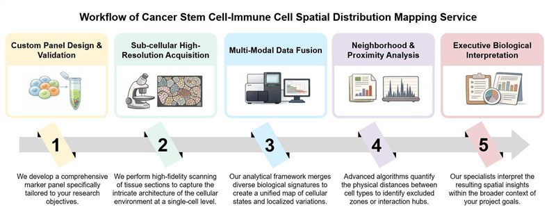 Core steps of CSC-Immune cell spatial distribution mapping service. (Creative Biolabs Original)