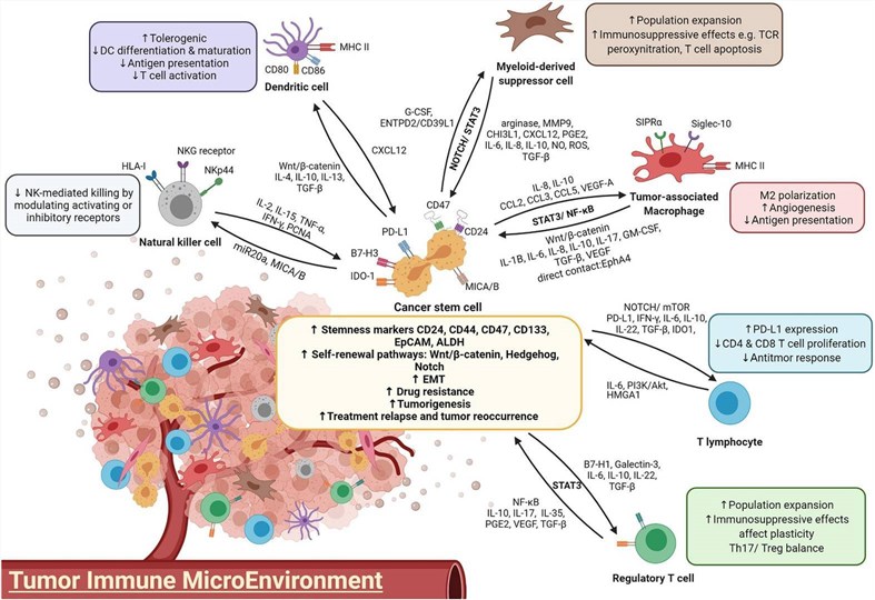 Fig 1. The interaction between various immune cells and CSCs. (OA Literature)