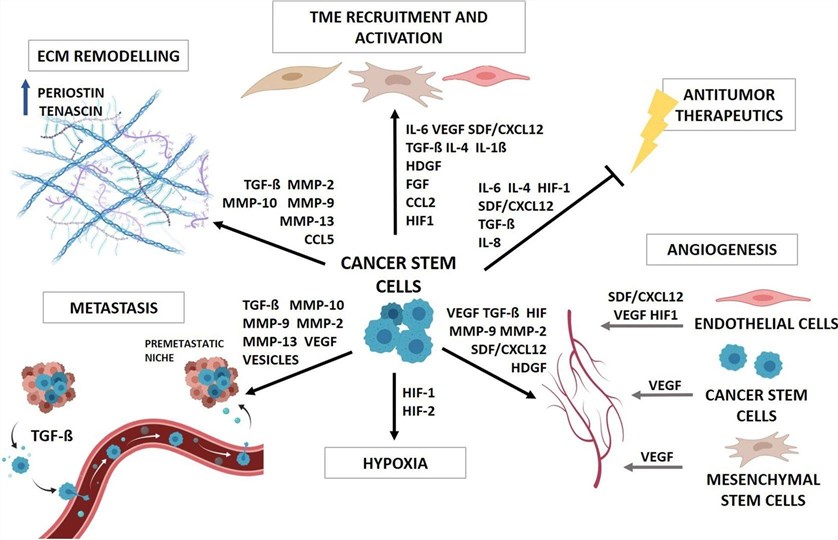 Fig 1. Crosstalk between CSCs and TME components. (OA Literature)
