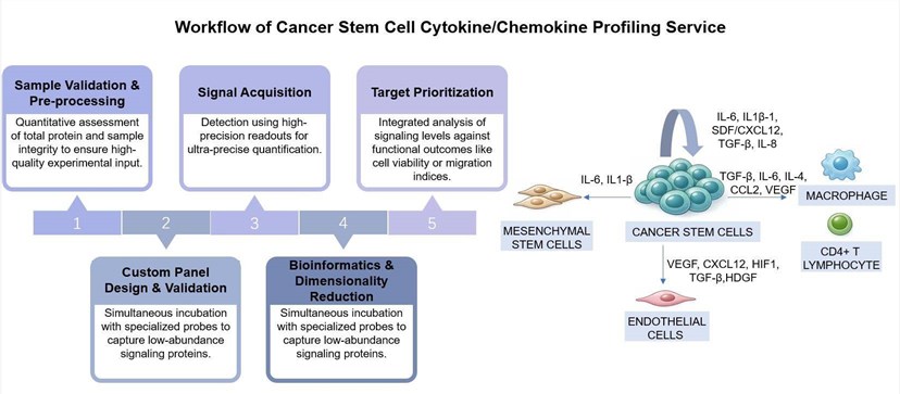 Core steps of CSC cytokine/chemokine profiling service. (Creative Biolabs Original)