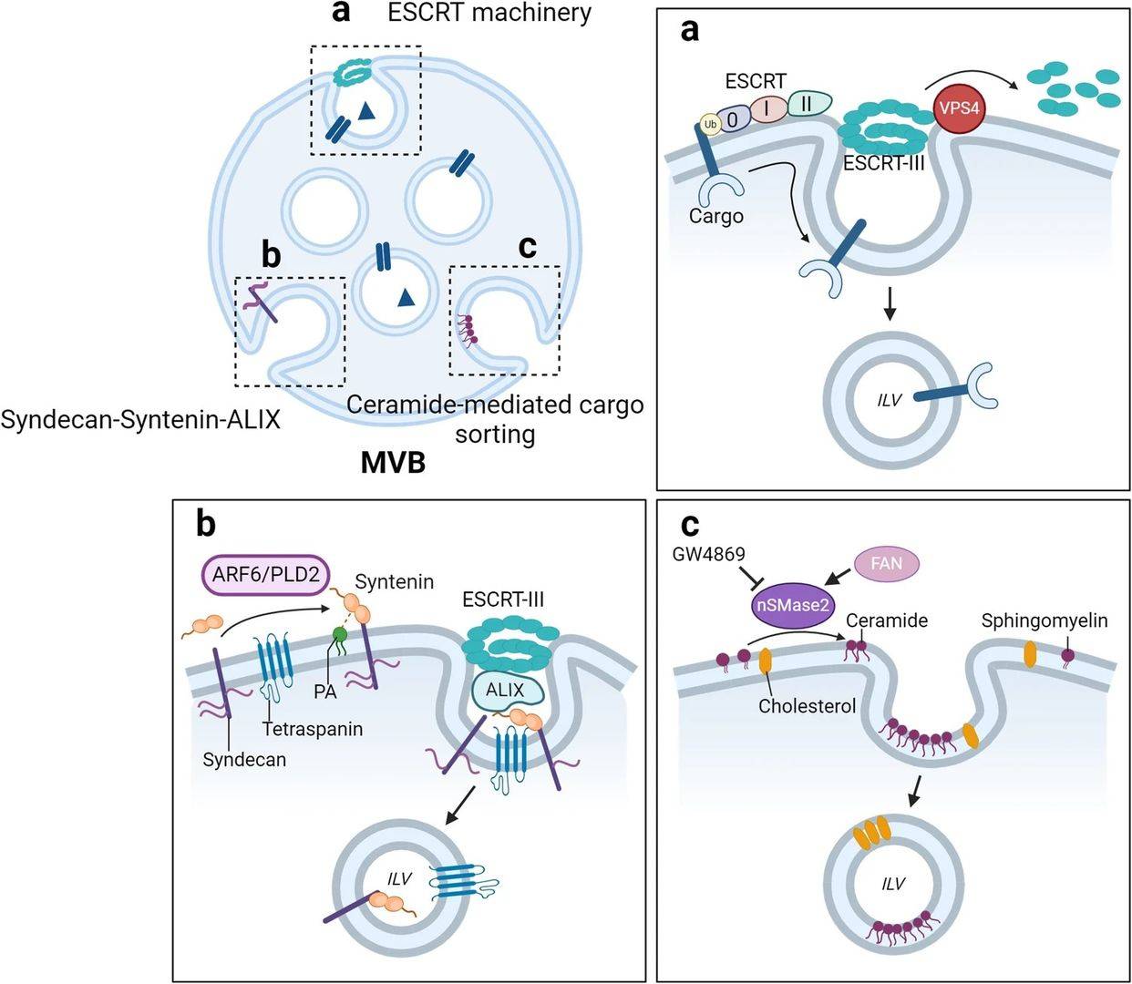Fig 1. Multiple molecular mechanisms of intraluminal vesicle (ILV) generation in multivesicular bodies (MVBs) have been revealed. (OA Literature)