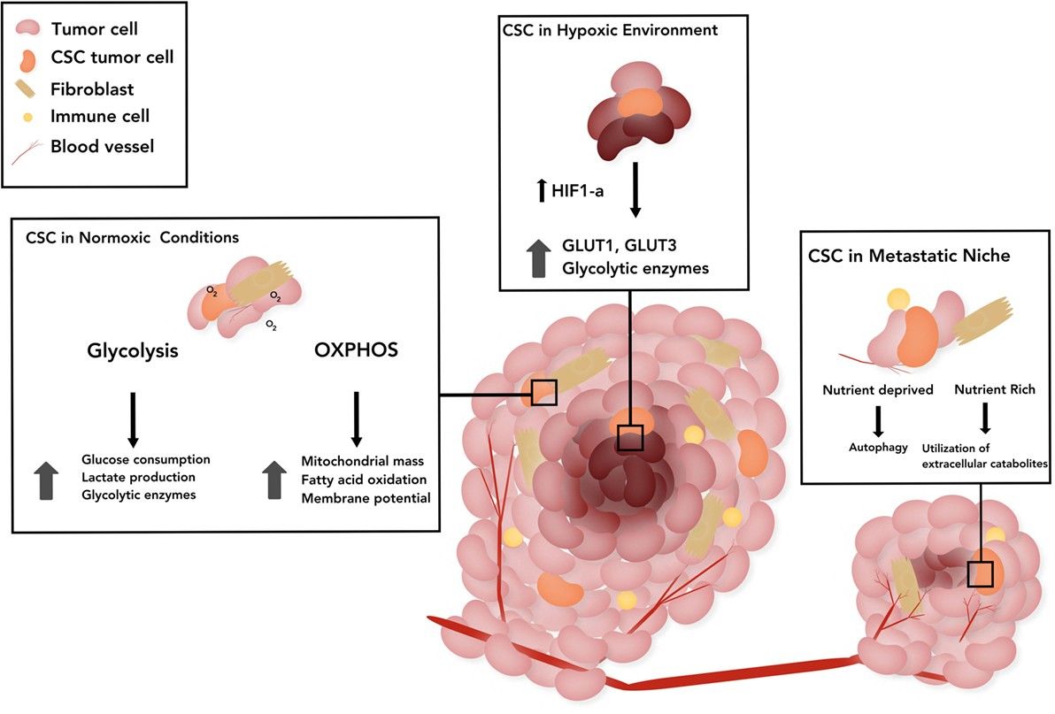 Fig 1. CSCs in a normoxic tumor, CSCs in a tumor under hypoxia, and CSCs in the metastatic niche. (OA Literature)