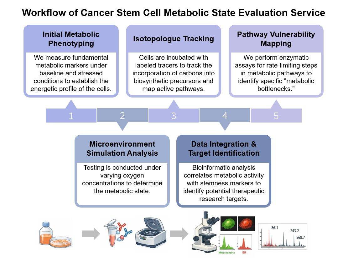 Core steps of CSC metabolic state evaluation service. (Creative Biolabs Original)