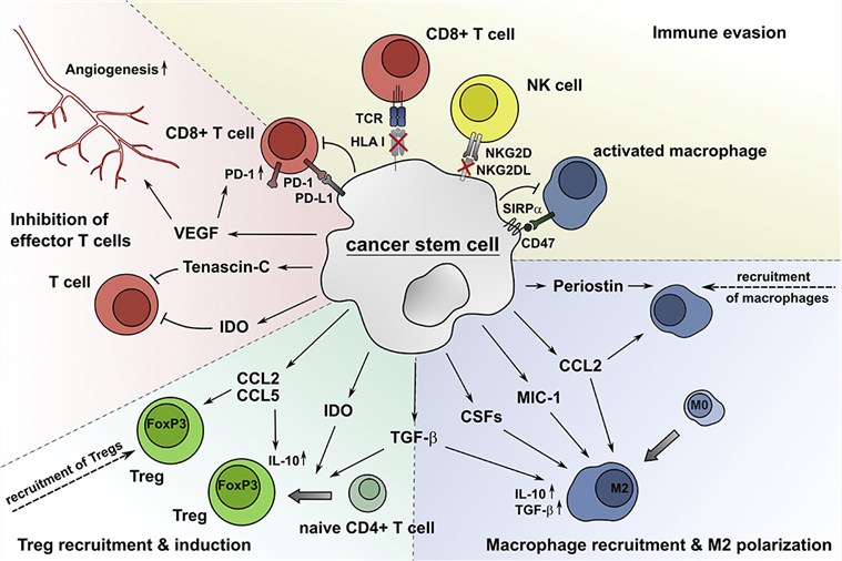 Fig 1. CSCs alter the composition and functional properties of immune cell subsets. (OA Literature)