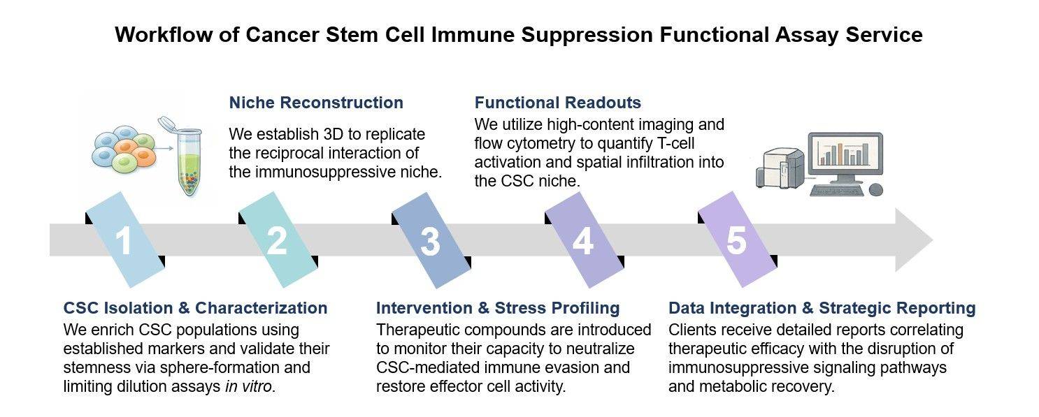 Core steps of CSC immune suppression functional assay service. (Creative Biolabs Original)