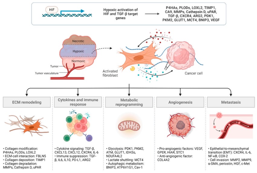 Fig 1. Several mechanisms are involved in CAF-mediated cancer progression under hypoxia. (OA Literature)