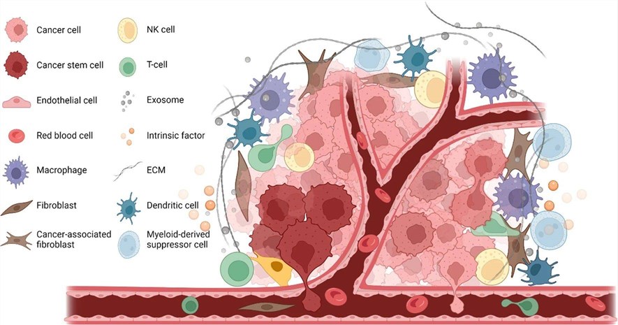 Fig 1. CSC niche and complex microenvironment. (OA Literature)