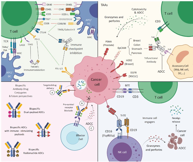 Main design and applications of bispecific antibodies.