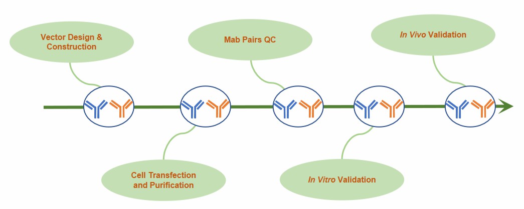 Our Next Bifunctional mAb Pair Development Service Workflow.