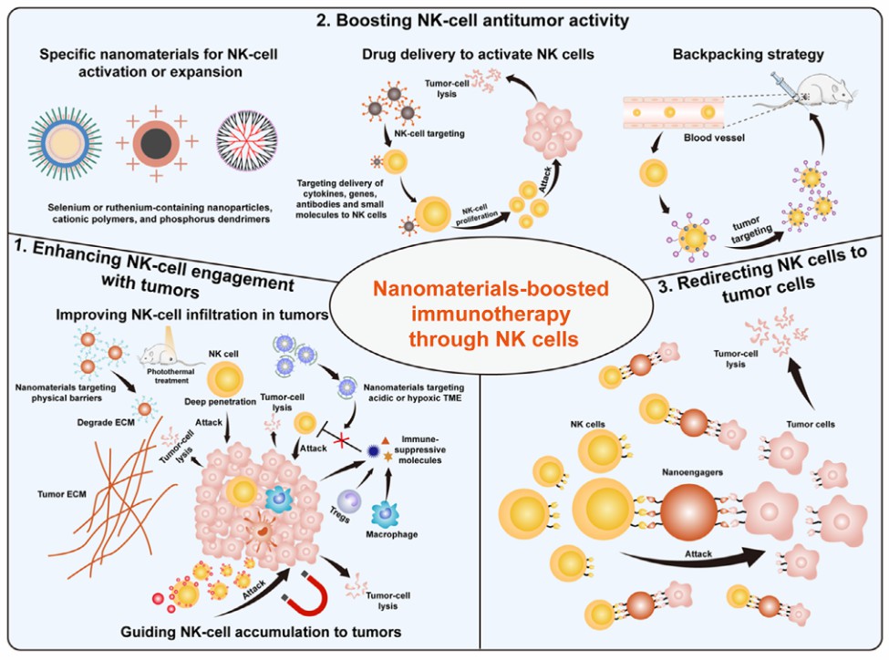 The Scheme of nanomaterial-based approaches in boosting cancer immunotherapy through NK cells.