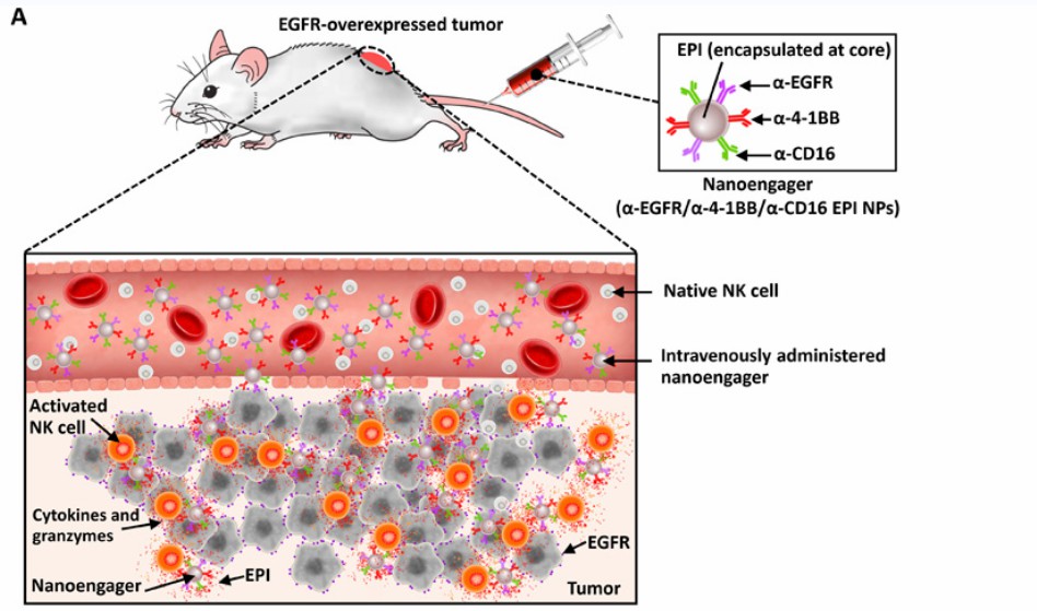 The action scheme of the EGFR-targeted nanoparticle-based tri-specific NK cell engagers (α-EGFR/α-CD16/α-4-1BB NPs) target EGFR-overexpressed cancer cells.