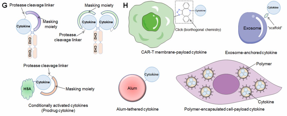 Different cytokine-based engineering approaches in therapeutics.
