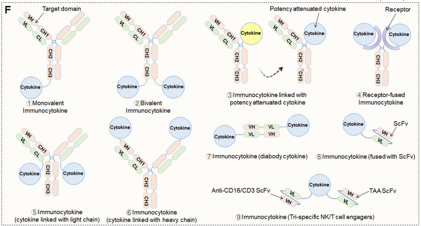 Various formats of Immunocytokines.