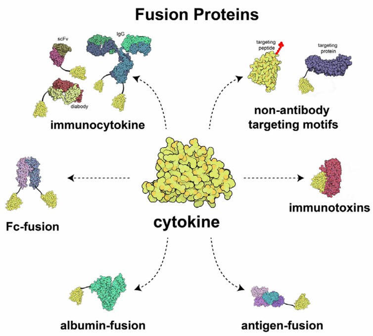 Schematic of several fusion proteins developed for cytokine delivery.