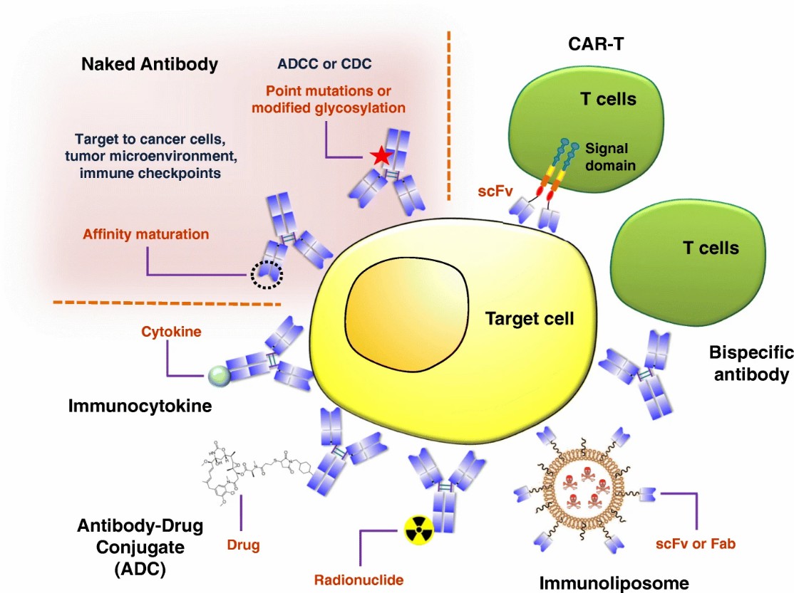 Scheme of main therapeutic antibody formats developed for the treatment of the disease.