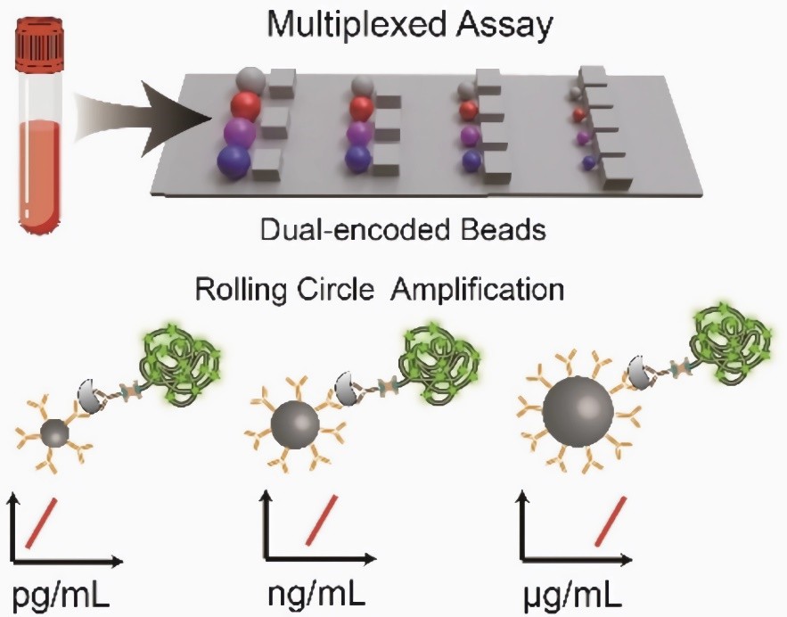 Dual-encoded bead-based immunoassay formats.