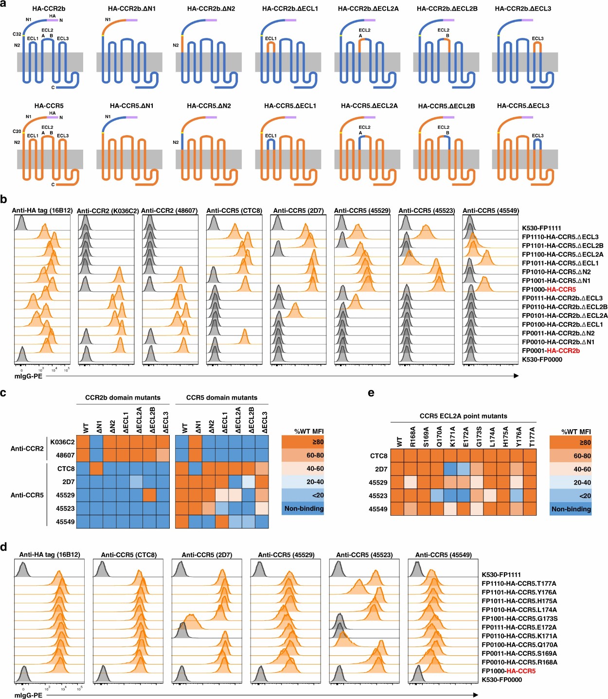 Multiplex cell-based immunoassay application in domain/epitope mapping.