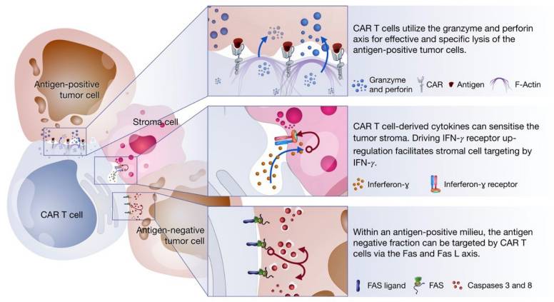 Fig.2 Three Ways to Induce Tumor Death Mediated by CAR T Cells.