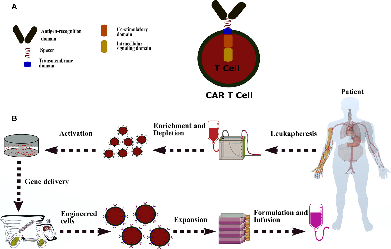 Fig.3 The Overall Procedure of Chimeric Antigen Receptor (CAR-T) Cell Therapy. 