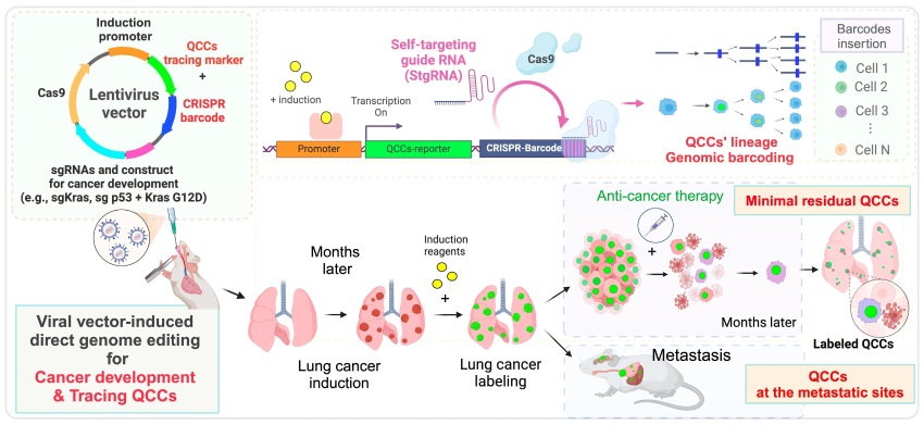 Fig 1. Next in vivo tracing systems for QCCs. (OA Literature)