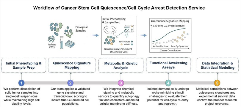 Core steps of cancer stem cell single-drug sensitivity test service. (Creative Biolabs Original)