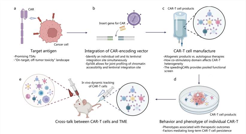 Fig.1 Outline of single-cell sequencing applied to interrogate CAR-T cell biology in preclinical studies. (Tang, Lu, et al, 2023)