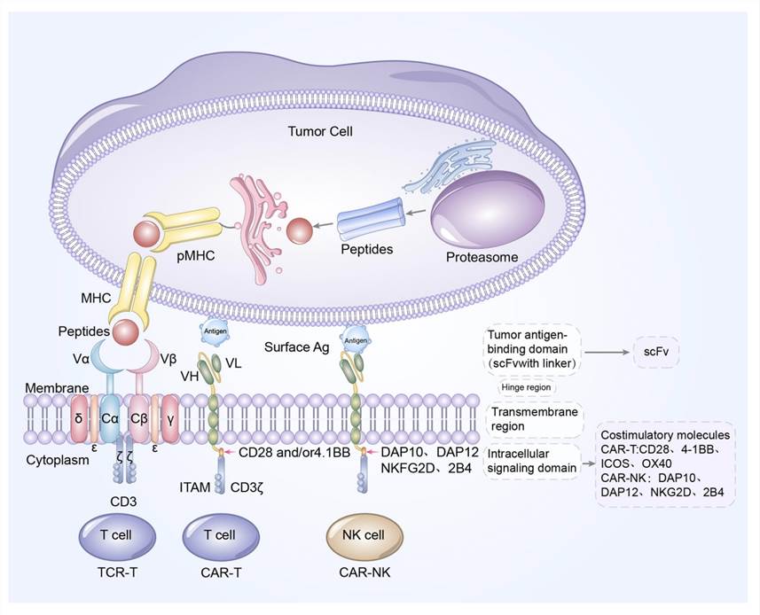 Fig.1 Blueprint of CAR/TCR structure. Left to right: the designs of TCR-T cell. (Zhu, Yu-Ge, et al, 2021)