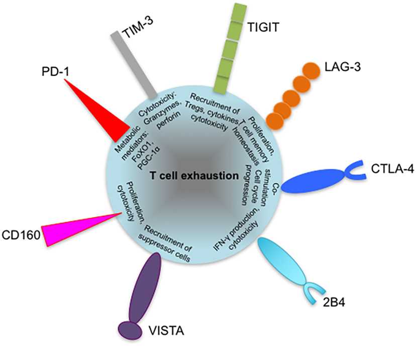 Fig.1 Markers Present in T Cell Exhaustion