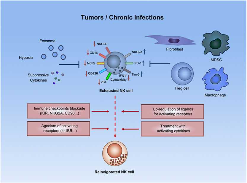 Fig.2 Markers Involved in NK Cell Exhaustion.