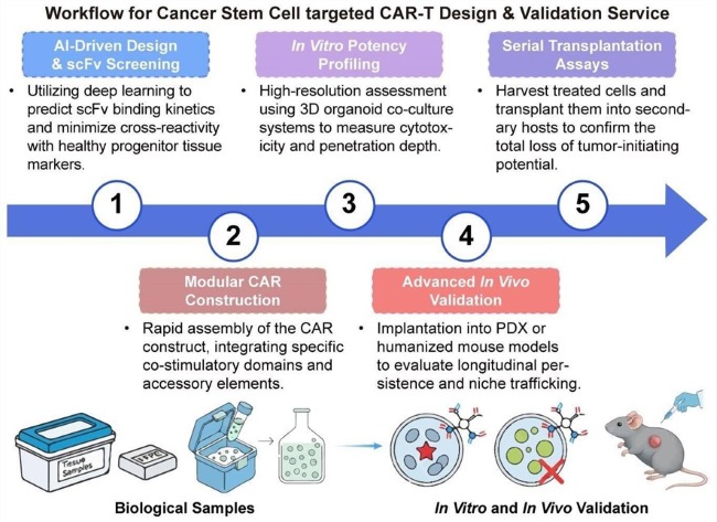 A simple procedure for cancer stem cell targeted CAR-T design and validation service. (Creative Biolabs Original)