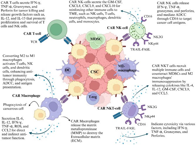 Fig.1 Varieties of CAR-equipped immune cells for immunotherapy. (OA Literature)